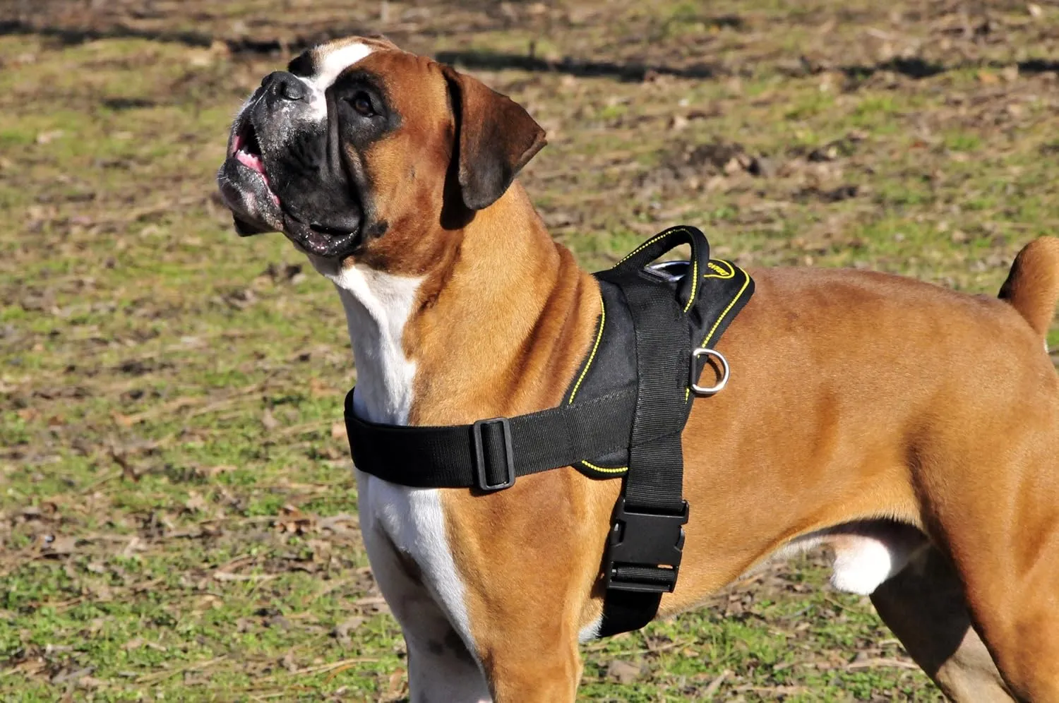Dean and Tyler DT Dog Harness, Black With Yellow Trim, Large - Fits Girth Size: 32-Inch to 42-Inch