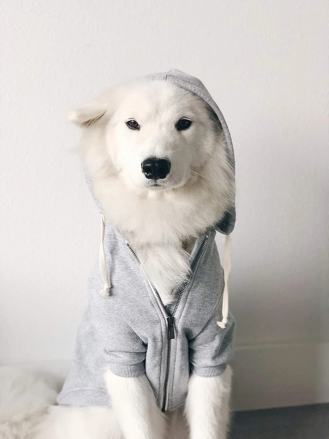 Zip Up Adventure Dog Hoodie with Hook & Loop Pockets and Adjustable Drawstring Hood - XXS to XXL - Multiple Colors - Comfortable & Versatile Dog Hoodies (Light Grey, XS)